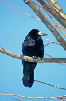Rook: ROOK - perched on branch