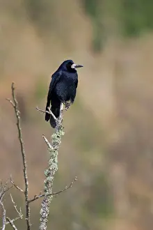 Frugilegus: Rook - Perched on lichen covered branch