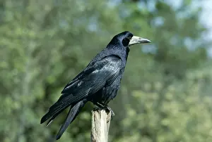 Posts: ROOK - perching on post