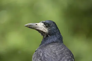 Rook: Rook - portrait - Germany