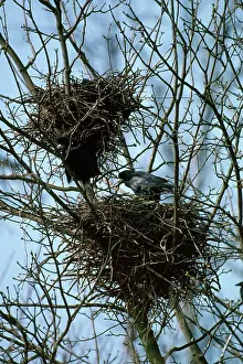 Rooks: Rook - at roost