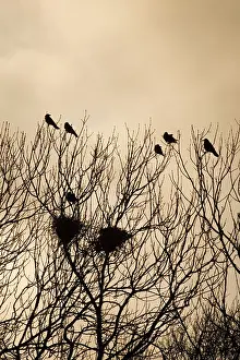 Frugilegus: Rook - Roosting in tops of trees in winter