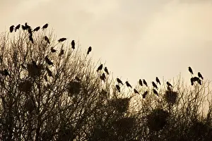 Frugilegus: Rook - Roosting in tops of trees in winter