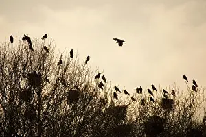 Frugilegus: Rook - Roosting in tops of trees in winter