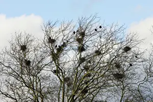 Frugilegus: Rook - roosting in tree