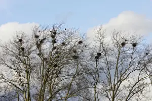 Rook: Rook - roosting in tree
