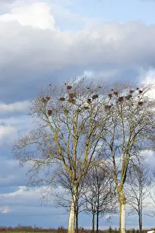 Rook: Rook - roosting in tree
