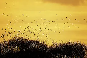 Rook: Rook - Roosting in trees