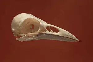 Rook: Rook Skull