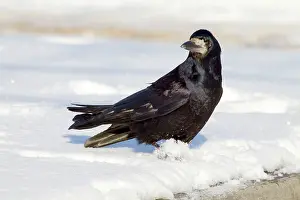 Frugilegus: Rook - in the snow