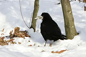 Frugilegus: Rook - in snow