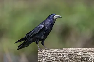 Rook: Rook - UK
