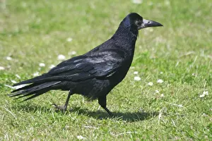 Rook: Rook walking on grass