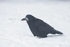 Crow: Rook winter