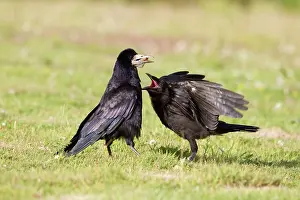 Frugilegus: Rook - young pestering adult for food