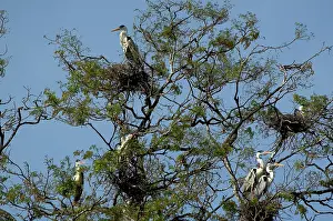 Cocoi: Rookery of Cocoi Herons
