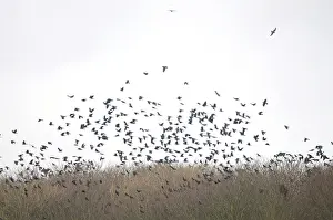 Frugilegus: Rooks - a building of Rooks in flight
