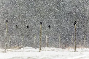 Rook: Rooks