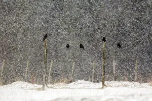 Rook: Rooks