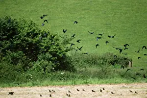 Frugilegus: ROOKS - in field, in flight