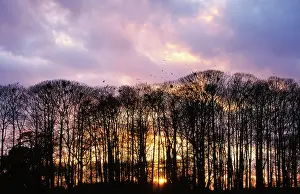 Rook: ROOKS - GOING TO ROOST