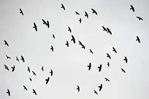 Jackdaws: Rooks and Jackdaws flying