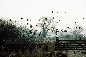 Jackdaws: ROOKS AND JACKDAWS - silhouette
