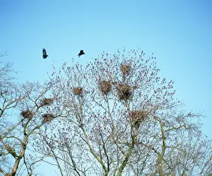 Rook: Rooks - at rookery in spring