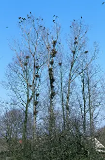 Rook: ROOKS - AT ROOST, IN TREES