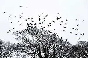 Lough: Rooks taking flight from tree top