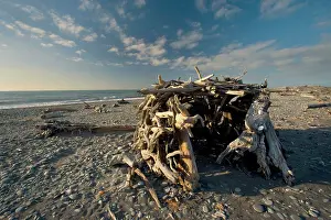 Driftwood: Room with a view - simple shelter built of tree