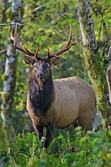 Hooves: Roosevelt Elk - bull - Autumn