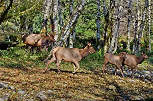 Hooves: Roosevelt Elk - bull and several members of his