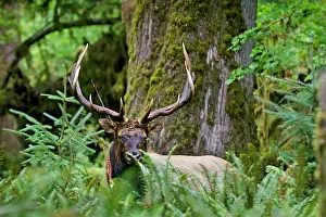 Hooves: Roosevelt Elk - bull in Olympic Rainforest - late September
