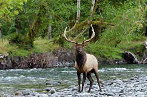 Pat And Tom Leeson: Roosevelt Elk - bull standing along Pacific Northwest