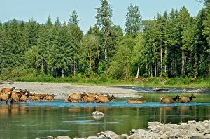 Roosevelt: Roosevelt Elk / Olympic Elk - crossing the Queets River