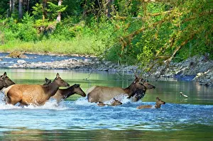Roosevelt: Roosevelt Elk / Olympic Elk - crossing the Queets River