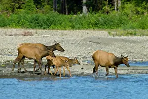 Roosevelt: Roosevelt Elk / Olympic Elk - along the Queets River