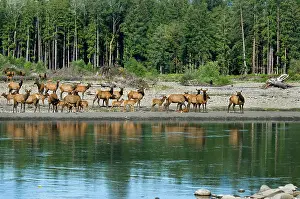 Roosevelt: Roosevelt Elk / Olympic Elk - along the Queets River