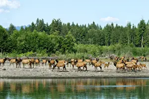 Roosevelt: Roosevelt Elk / Olympic Elk - along the Queets River