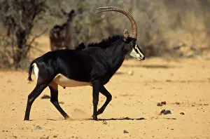 Roosevelt: Roosevelt's Sable Antelope - Male