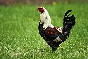 Homestead: Rooster