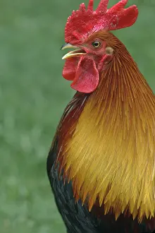 Cockerel: Rooster