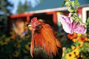 Ameraucana: Rooster