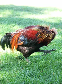Roosters: Rooster
