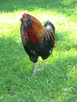 Roosters: Rooster