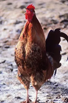 Crowing: Rooster