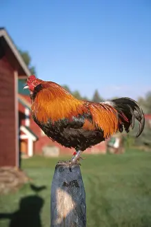 Gallus: Rooster