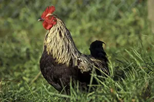 Cocks: Rooster Ardennais noir on the meadow France