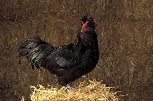 Bales: Rooster Crevecoeur black on a bale of straw France